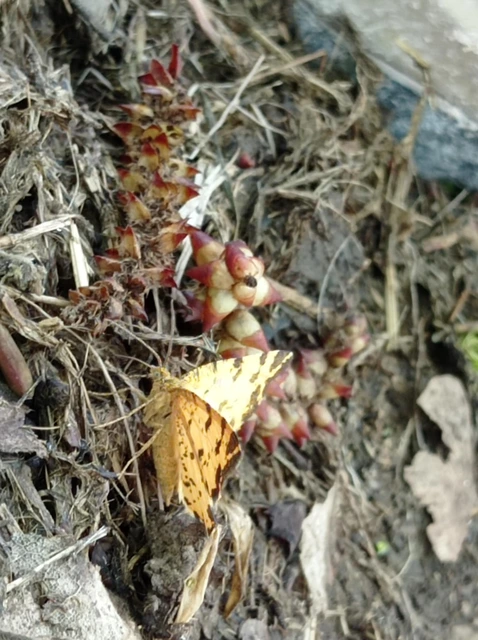 Pseudopanthera macularia - párducfoltos araszoló