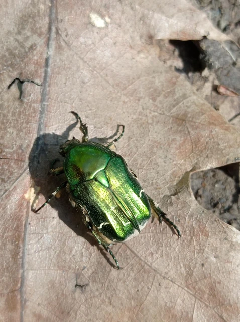 Cetonia aurata - aranyos virágbogár