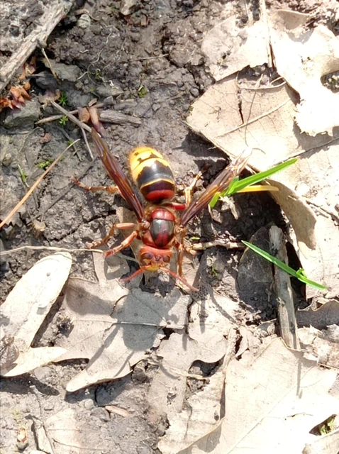Vespa crabro - lódarázs