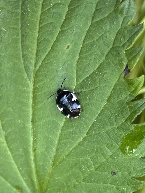 Tritomegas sexmaculatus - hatfoltos földipoloska