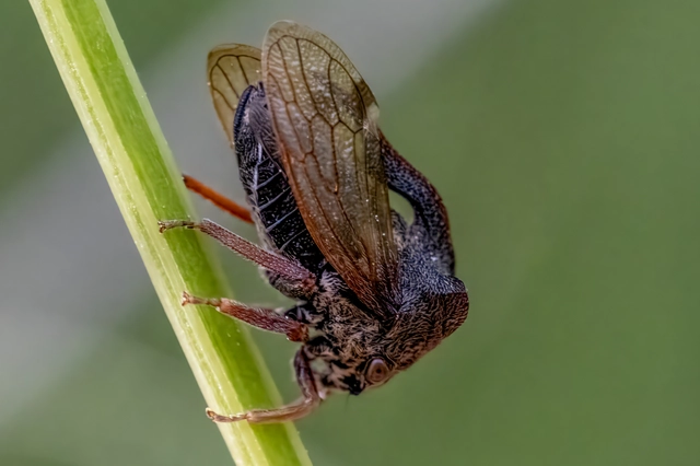 Centrotus cornutus - szarvaskabóca