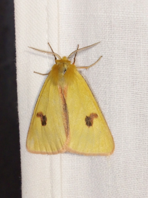 Diacrisia sannio - vörösszélű medvelepke