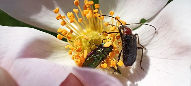 Dinoptera collaris - vörösnyakú virágcincér