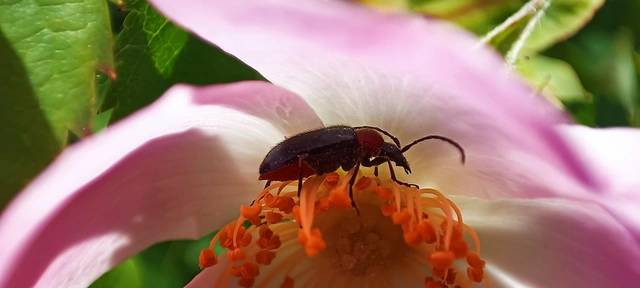 Dinoptera collaris - vörösnyakú virágcincér
