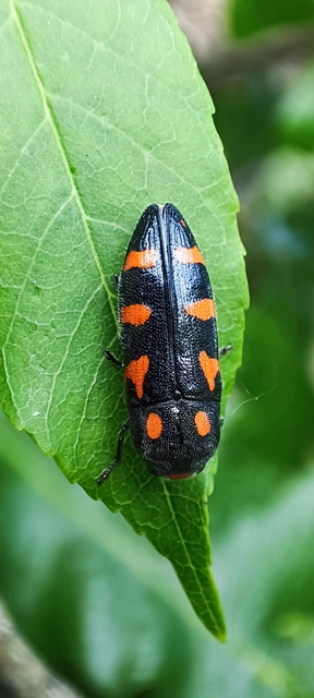 Ptosima undecimmaculata - sárgafoltos díszbogár