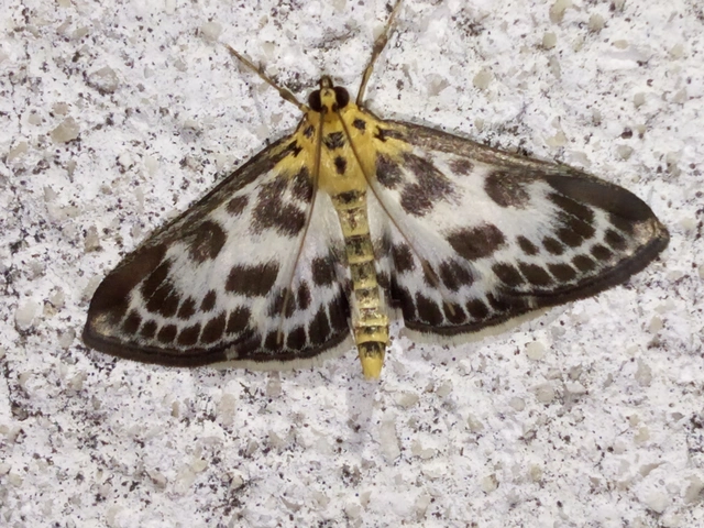 Anania hortulata - tarka csalánmoly