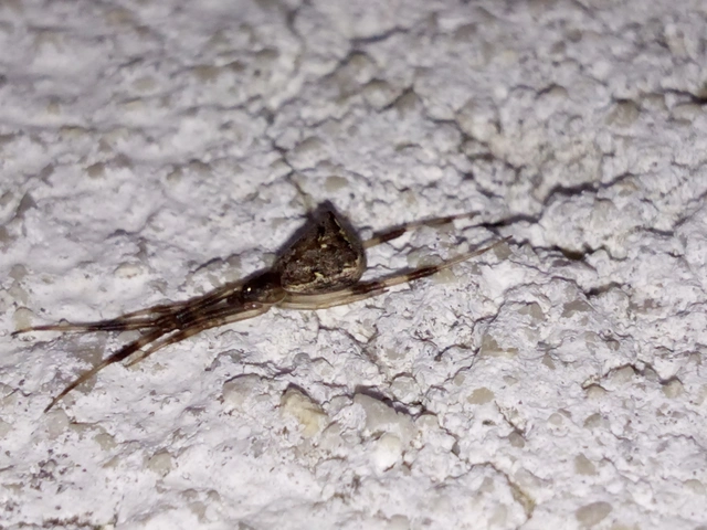 Episinus angulatus