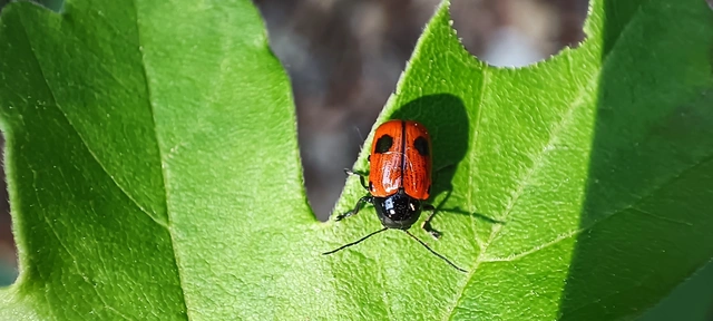 Cryptocephalus bipunctatus - kétpettyes zömökbogár