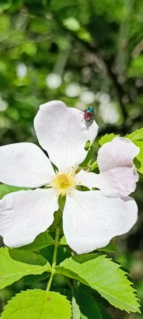 Anthaxia salicis - bíboros virágdíszbogár