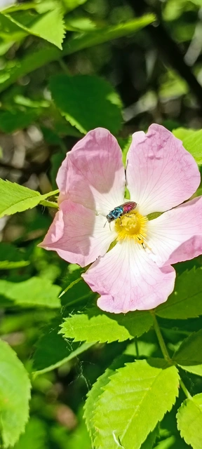 Anthaxia salicis - bíboros virágdíszbogár