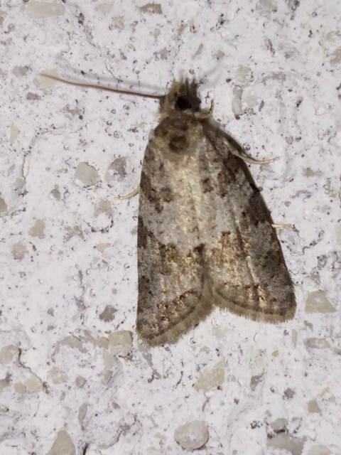 Cnephasia
