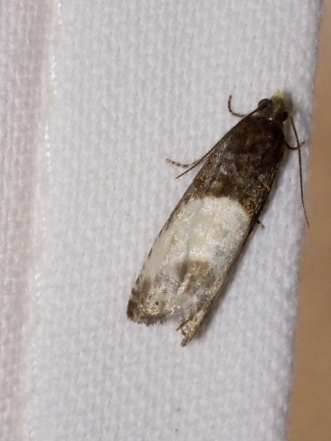 Notocelia cynosbatella - rózsahajtás-tükrösmoly