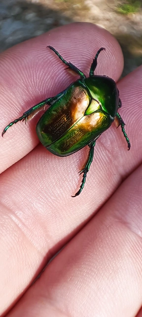 Protaetia affinis - smaragdzöld virágbogár