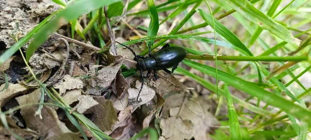 Dorcadion aethiops - fekete gyalogcincér