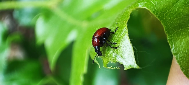 Attelabus nitens - tölgy-levélsodró