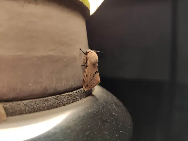 Spilarctia lutea - sárgás medvelepke