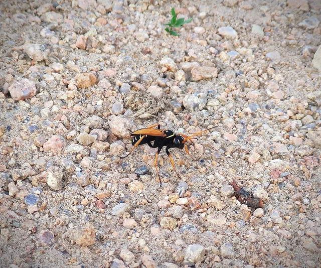 Batozonellus lacerticida - pompás útonállódarázs Batozonellus lacerticida - pompás útonállódarázs
