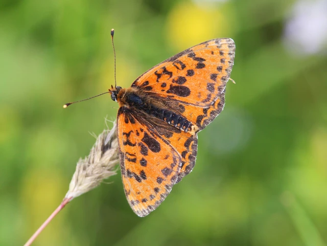 Melitaea didyma - tüzes tarkalepke