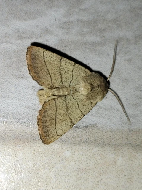 Charanyca trigrammica - háromsávos lombbagoly