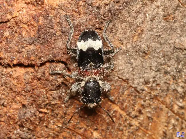 Clerus mutillarius - feketenyakú szúfarkas