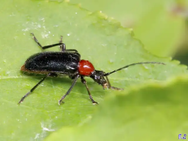 Dinoptera collaris - vörösnyakú virágcincér