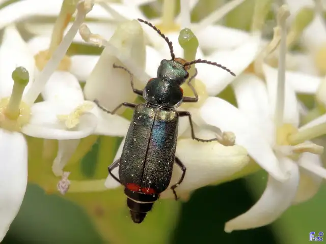 Malachius bipustulatus - kétfoltos bibircsesbogár