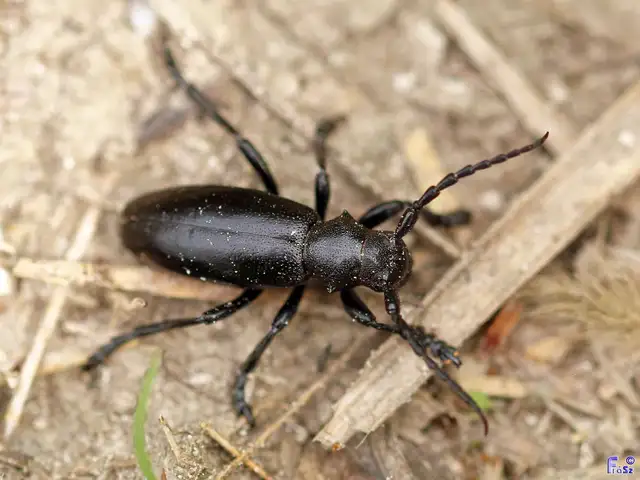 Dorcadion aethiops - fekete gyalogcincér