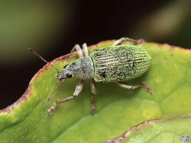 Polydrusus formosus - selymes lombormányos
