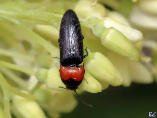Cardiophorus ruficollis - kékfényű szívespattanó