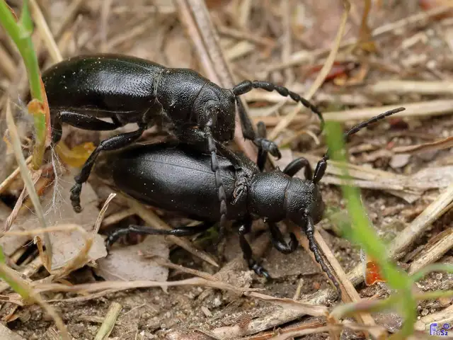Dorcadion aethiops - fekete gyalogcincér