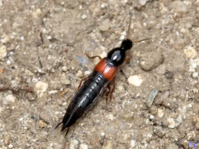 Philonthus lepidus - rövidszárnyú ganajholyva