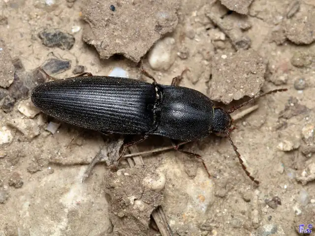 Neopristilophus insitivus - lapos pattanó