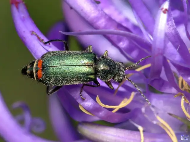 Malachius bipustulatus - kétfoltos bibircsesbogár
