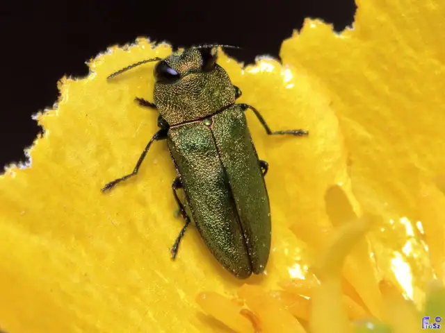 Anthaxia nitidula - ragyogó virágdíszbogár