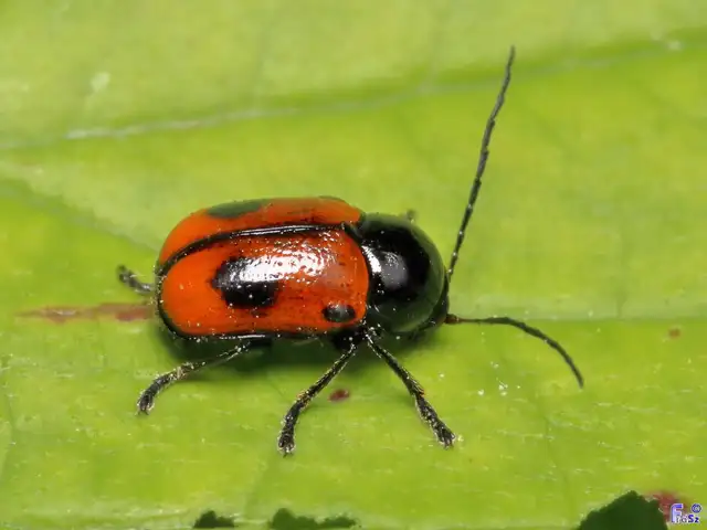 Cryptocephalus bipunctatus - kétpettyes zömökbogár