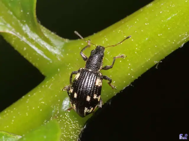 Polydrusus picus - pikkelyfoltos lombormányos