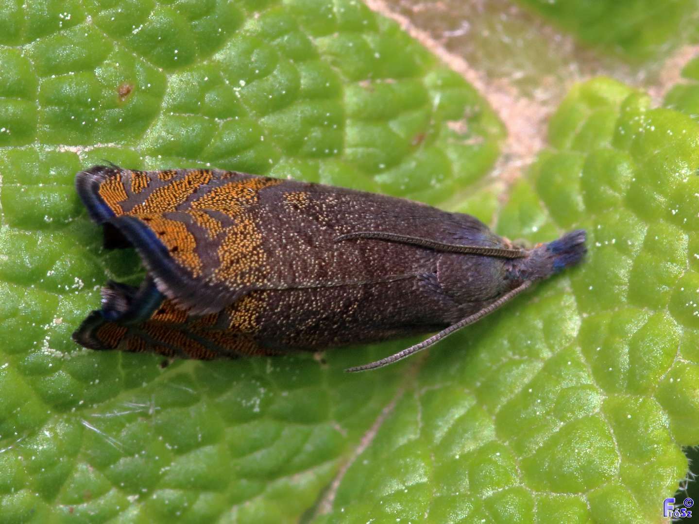 Dichrorampha plumbana - sötét gyökérfúrómoly