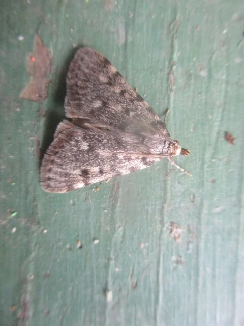 Aglossa pinguinalis - zsiradékmoly