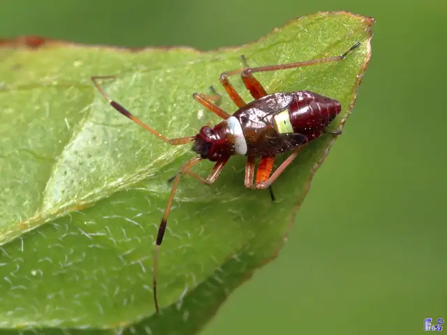 Closterotomus biclavatus - aranyszőrű mezeipoloska