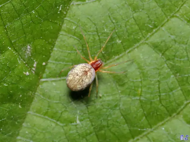 Nigma flavescens - vöröslő hamvaspók