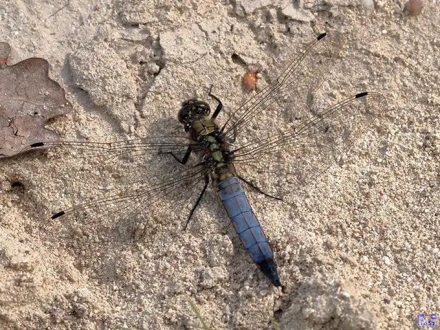 Orthetrum cancellatum - feketefarkú pásztorszitakötő