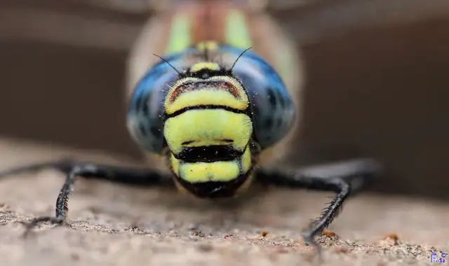 Brachytron pratense - szőrös karcsúacsa
