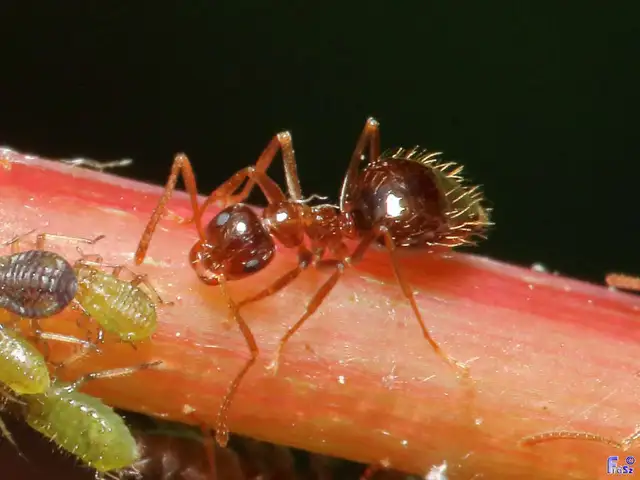 Prenolepis nitens - ragyogóhangya