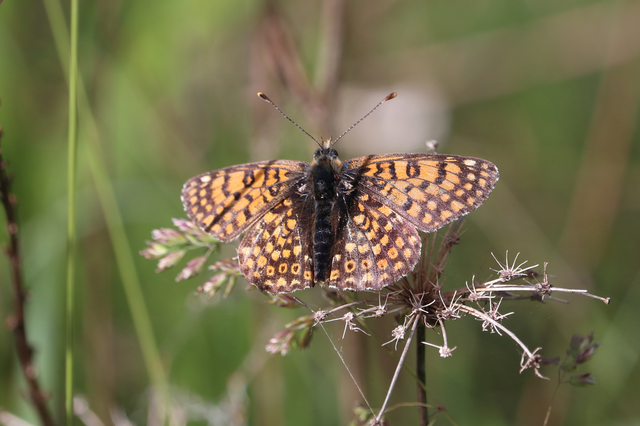 Melitaea cinxia - réti tarkalepke