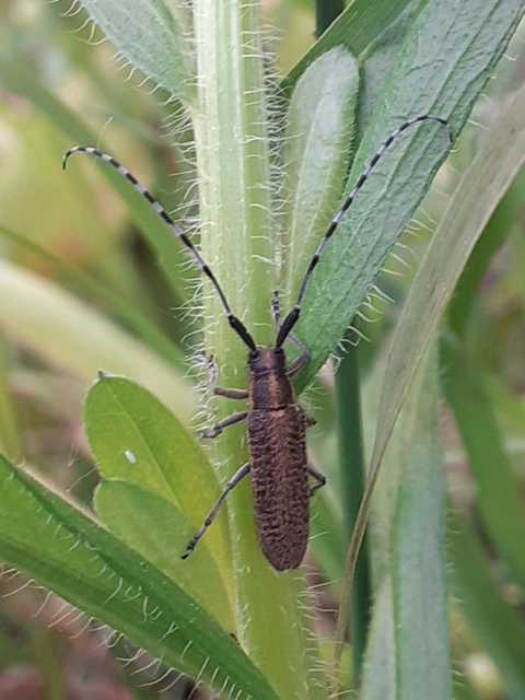 Agapanthia villosoviridescens - fehérgyűrűs bogáncscincér