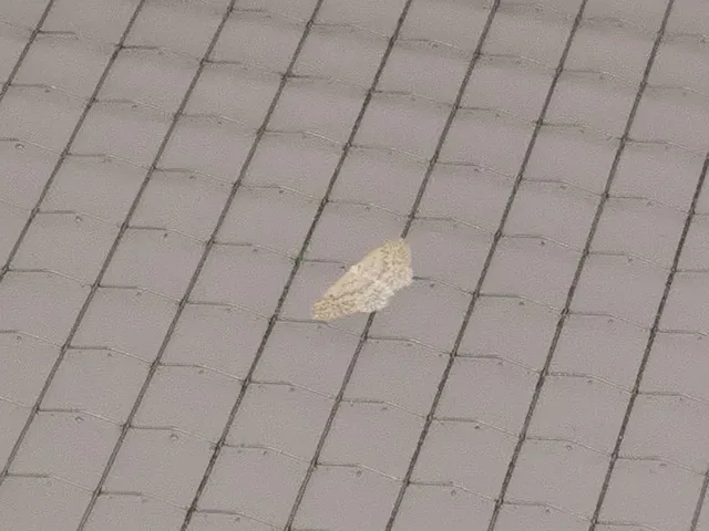 Idaea seriata - szürke apróaraszoló