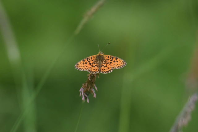 Boloria selene - fakó gyöngyházlepke