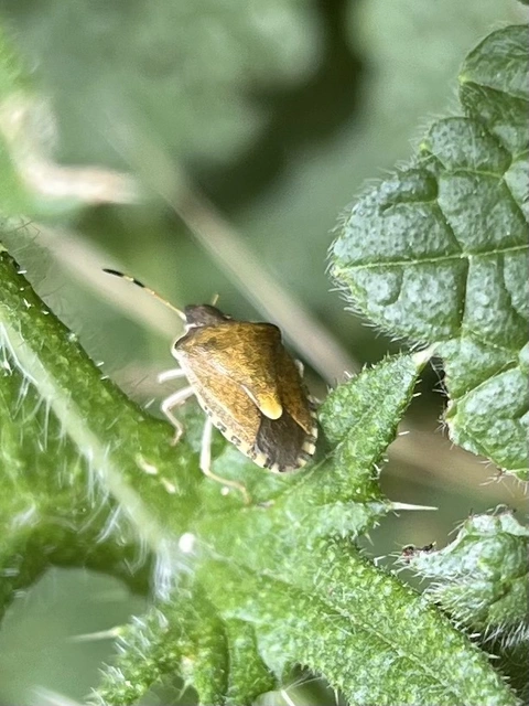 Peribalus strictus - tavaszi címerespoloska Peribalus strictus - tavaszi címerespoloska