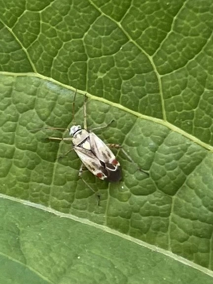 Polymerus Polymerus