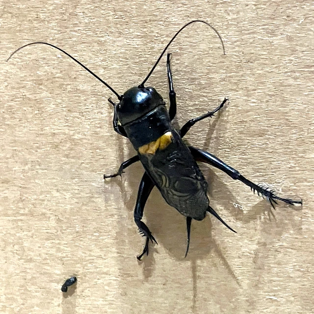 Gryllus campestris - mezei tücsök